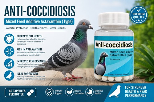 Anticoccidiosi per piccioni